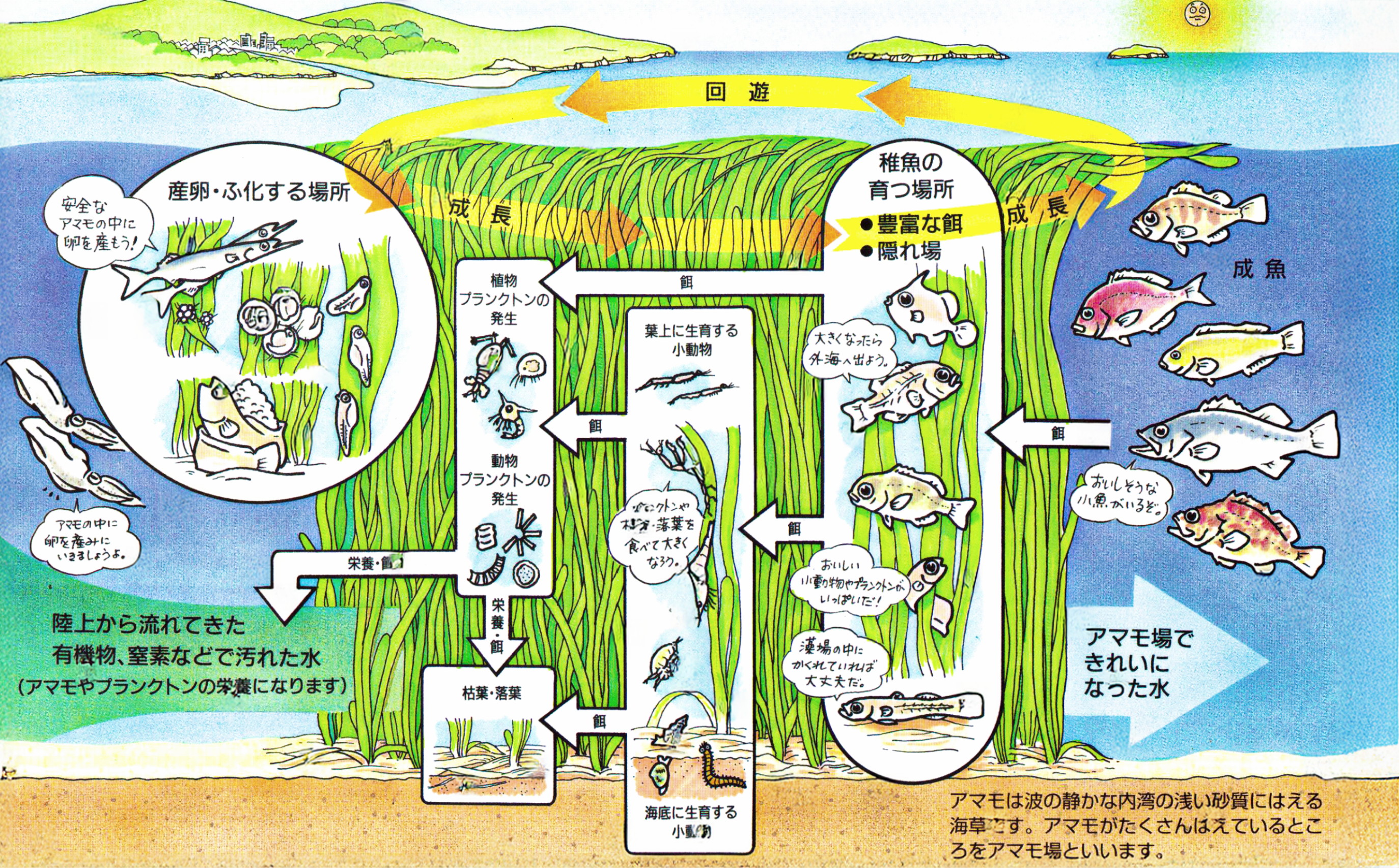 アマモ場の役割