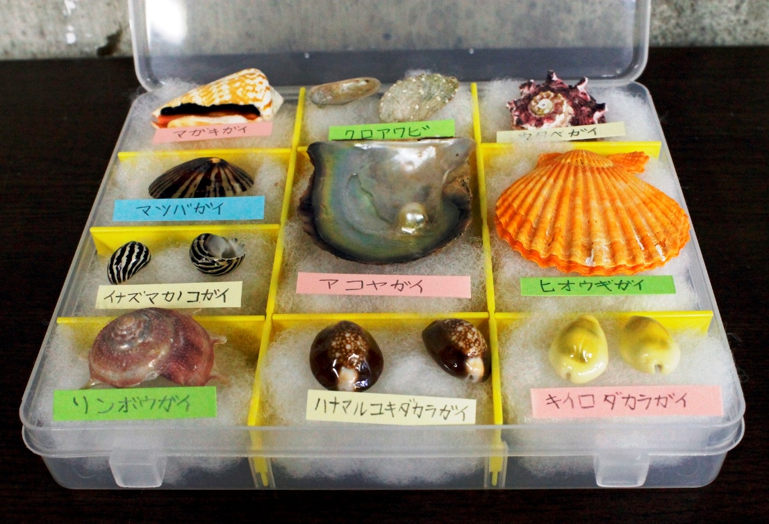 ●貝の標本作り(夏休み限定)