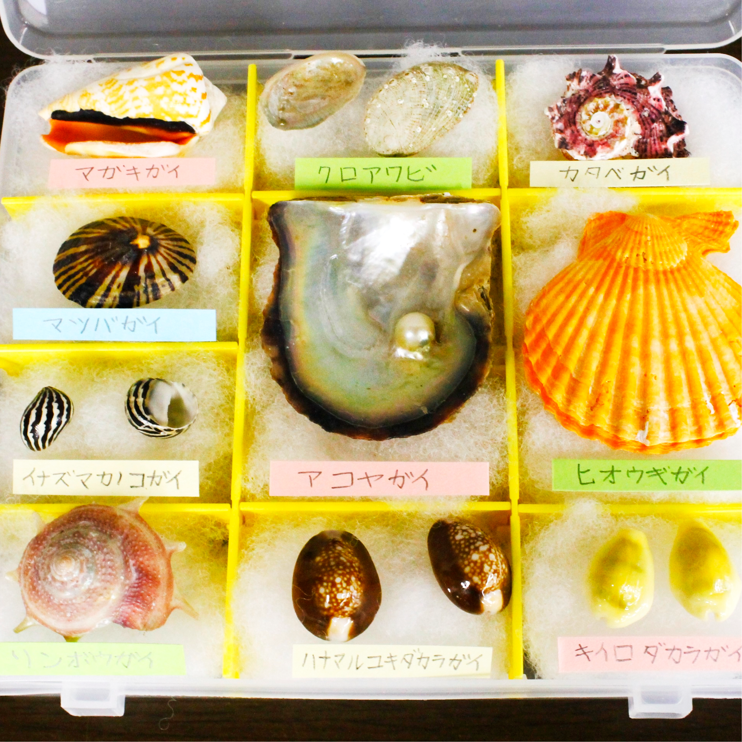 ●貝の標本作り(夏休み限定)
